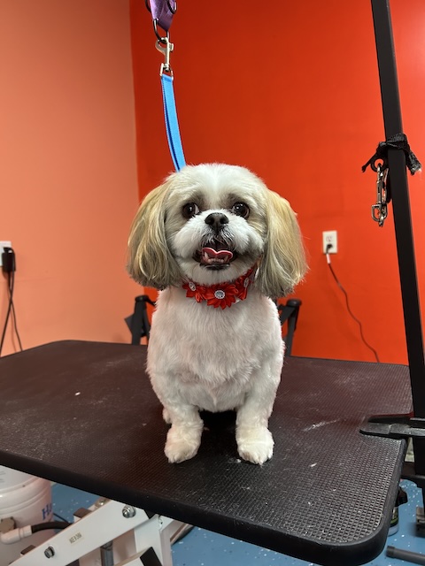 Groomed Dog
