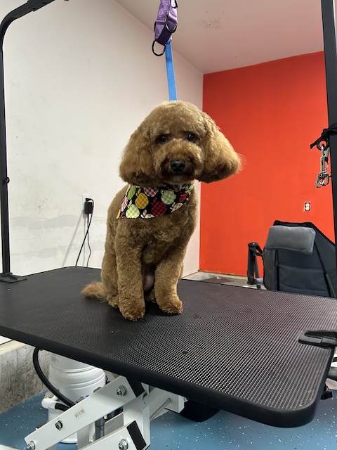 Groomed Dog