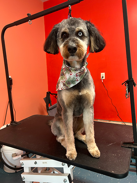 Groomed Dog