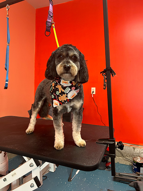 Groomed Dog